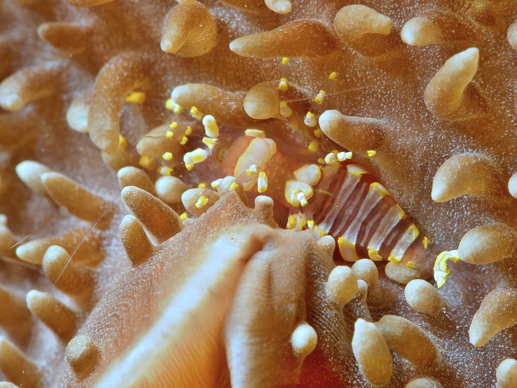 Disc Anemone Shrimp