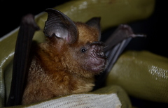Hipposideros grandis