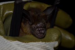 Hipposideros grandis