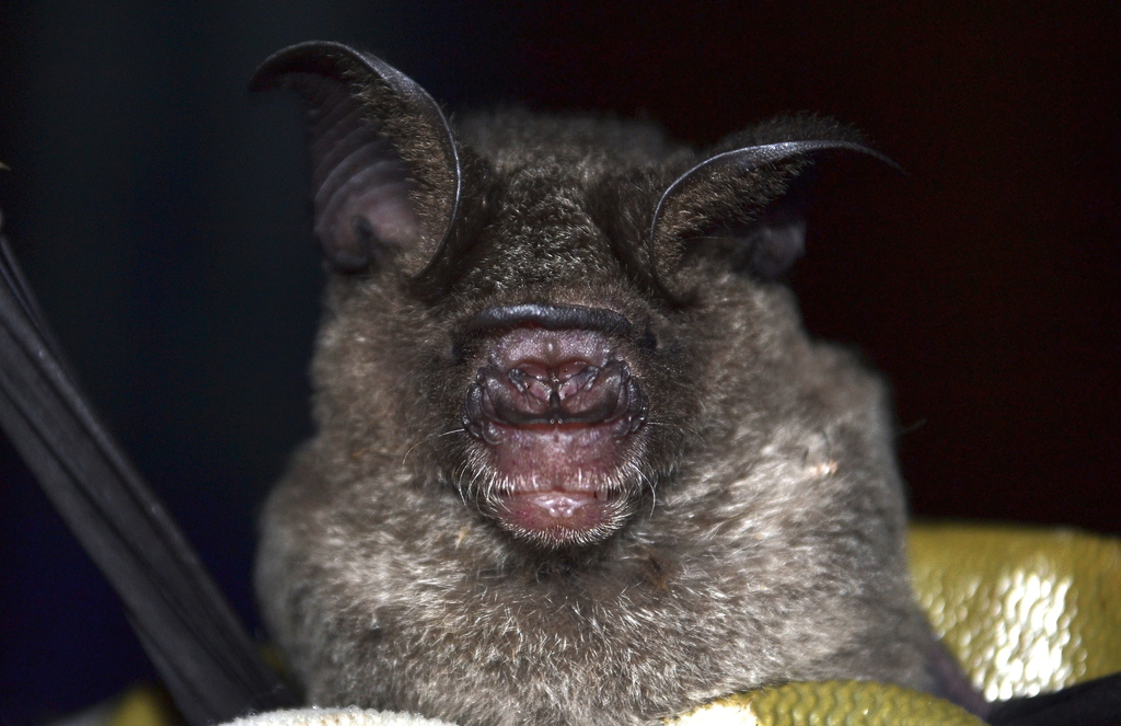 Old World Roundleaf Bats
