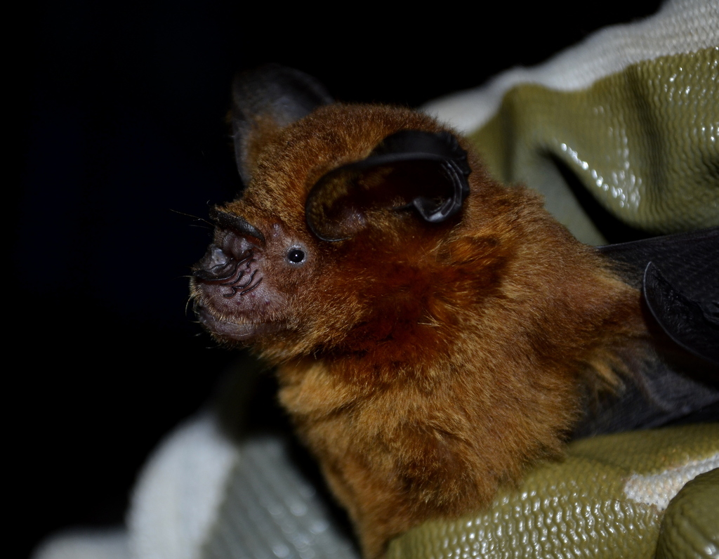 Grand Roundleaf Bat