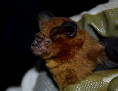 Hipposideros grandis