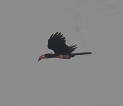 Lophoceros fasciatus