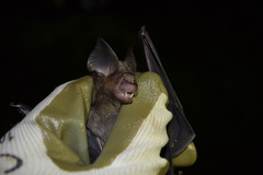 Hipposideros grandis