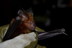 Hipposideros grandis