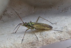 Oncotylus viridiflavus