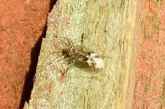 Phytocoris longipennis