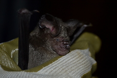 Hipposideros grandis
