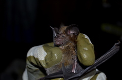 Hipposideros grandis