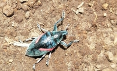 Polyclaeis equestris