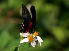 Papilio thaiwanus