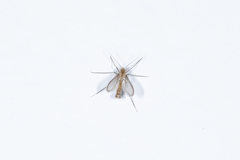 Phlebotominae