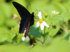 Papilio thaiwanus
