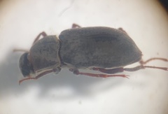 Dryopidae
