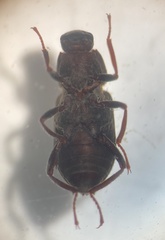 Dryopidae