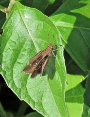 Lerodea eufala eufala