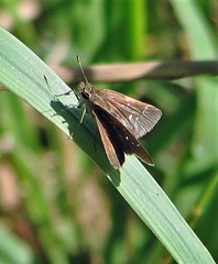 Lerodea eufala eufala