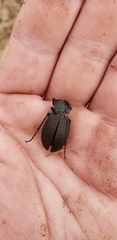 Carabus vinctus