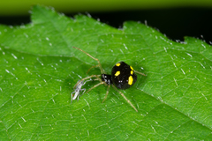 Theridula gonygaster