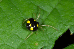 Theridula gonygaster