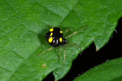 Theridula gonygaster