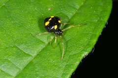 Theridula gonygaster