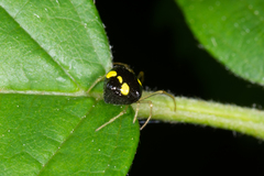 Theridula gonygaster