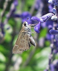 Lerodea eufala eufala