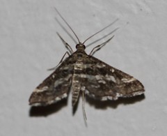Diasemiopsis ramburialis