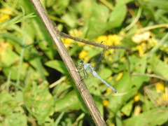 Erythemis simplicicollis
