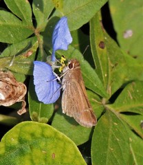 Lerodea eufala eufala