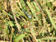 Erythemis simplicicollis
