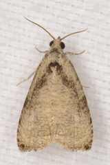 Olethreutes exoletum