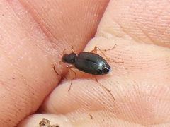 Agonum extensicolle