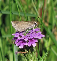 Lerodea eufala eufala