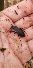 Carabus vinctus