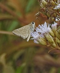 Lerodea eufala eufala