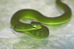 Trimeresurus rubeus