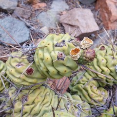 Tephrocactus aoracanthus