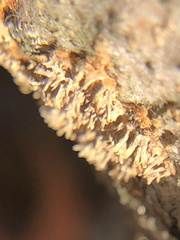 Sphaerobolus stellatus