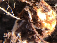 Sphaerobolus stellatus