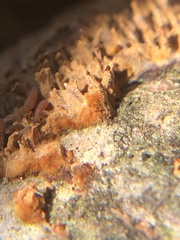 Sphaerobolus stellatus