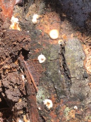 Sphaerobolus stellatus