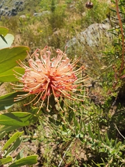Leucospermum tottum glabrum
