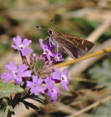 Lerodea eufala eufala