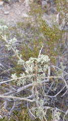 Atriplex undulata