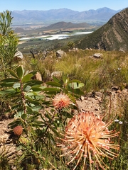 Leucospermum tottum glabrum