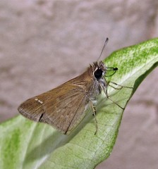 Lerodea eufala eufala
