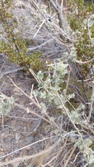 Atriplex undulata