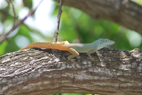 La Desirade - Native Iguanas - Picture of La Désirade, Guadeloupe